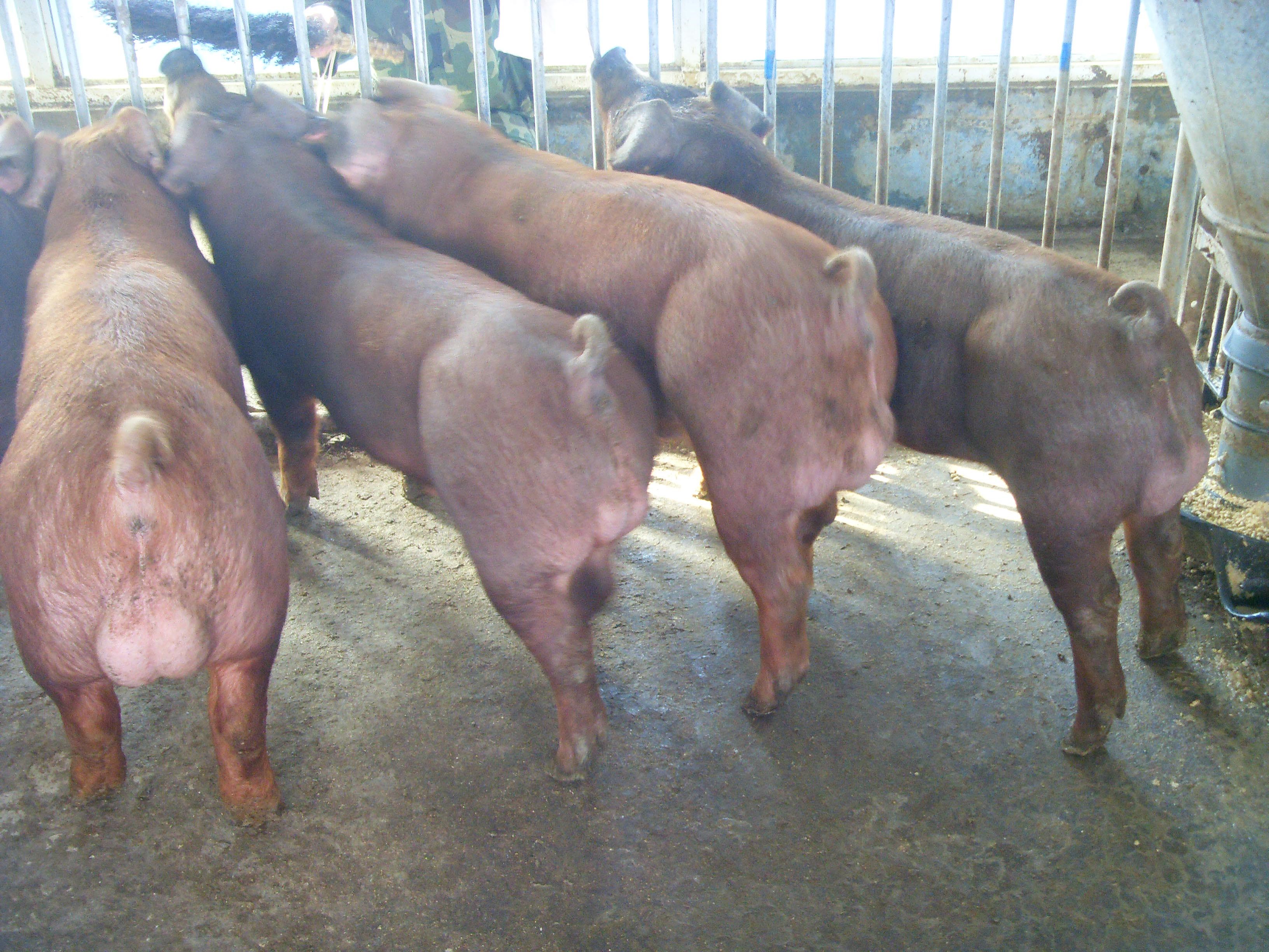 新引进快生长加系杜洛克