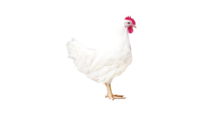 918博天堂 909 商品代鸡苗