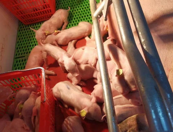 高滋生力新丹系原种猪