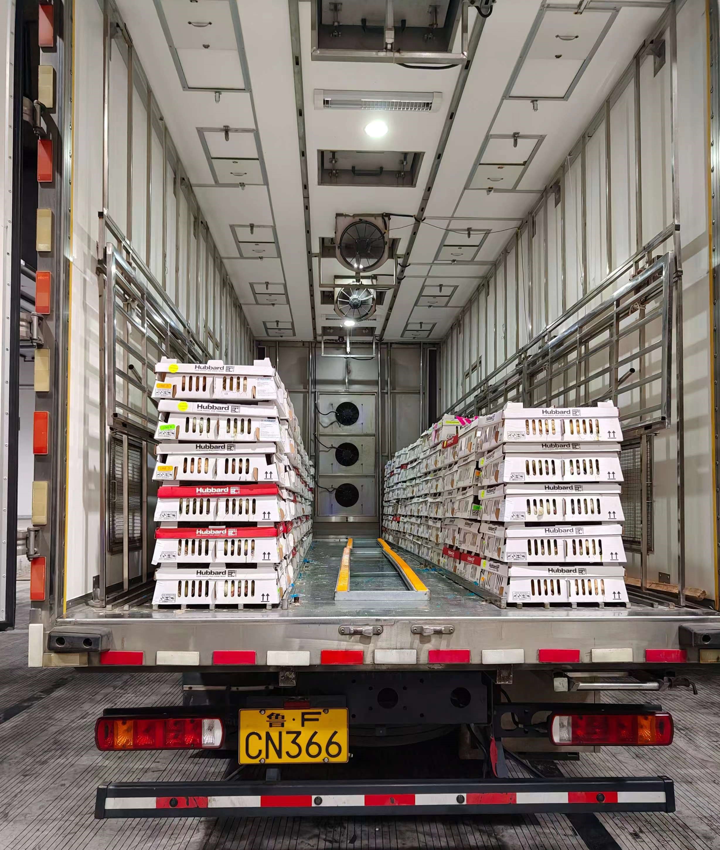 高景气助推白羽肉种鸡苗价，，，，，，，，多批次引种缓解种源主要时势