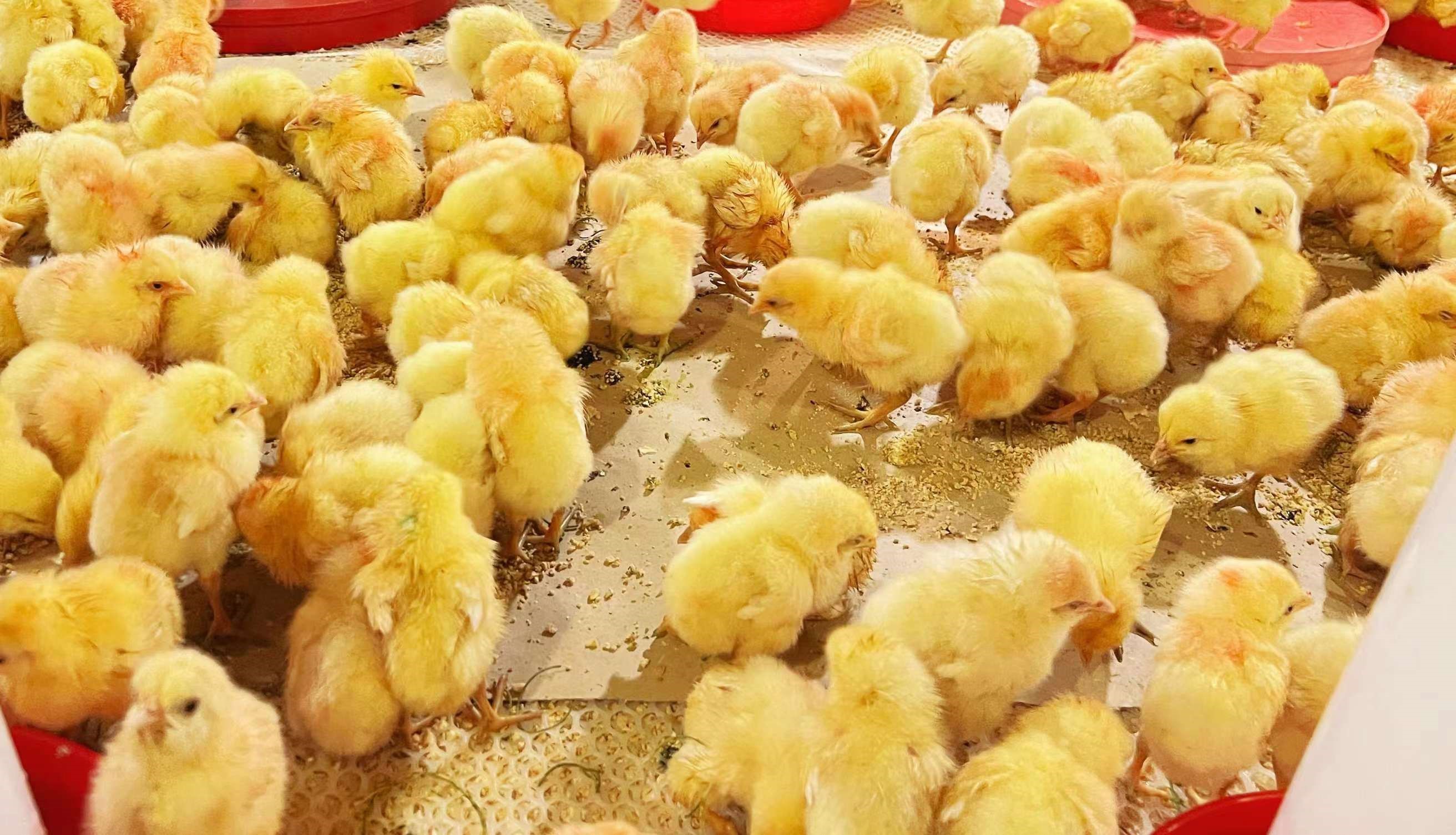 七月引种完善收官，，，，，，，，八月引种再接再厉