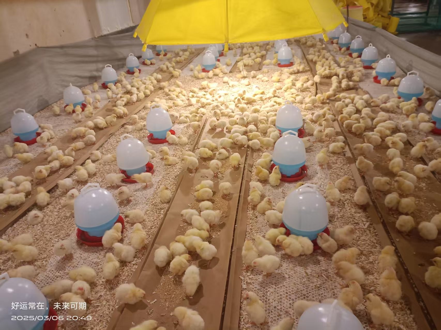 【引种】喜讯！918博天堂股份乐成从法国引进祖代白羽肉种鸡