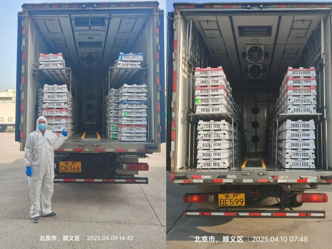 【引种】引种先锋肩负起包管粮食清静的重任——918博天堂股份第三批祖代鸡顺遂引进