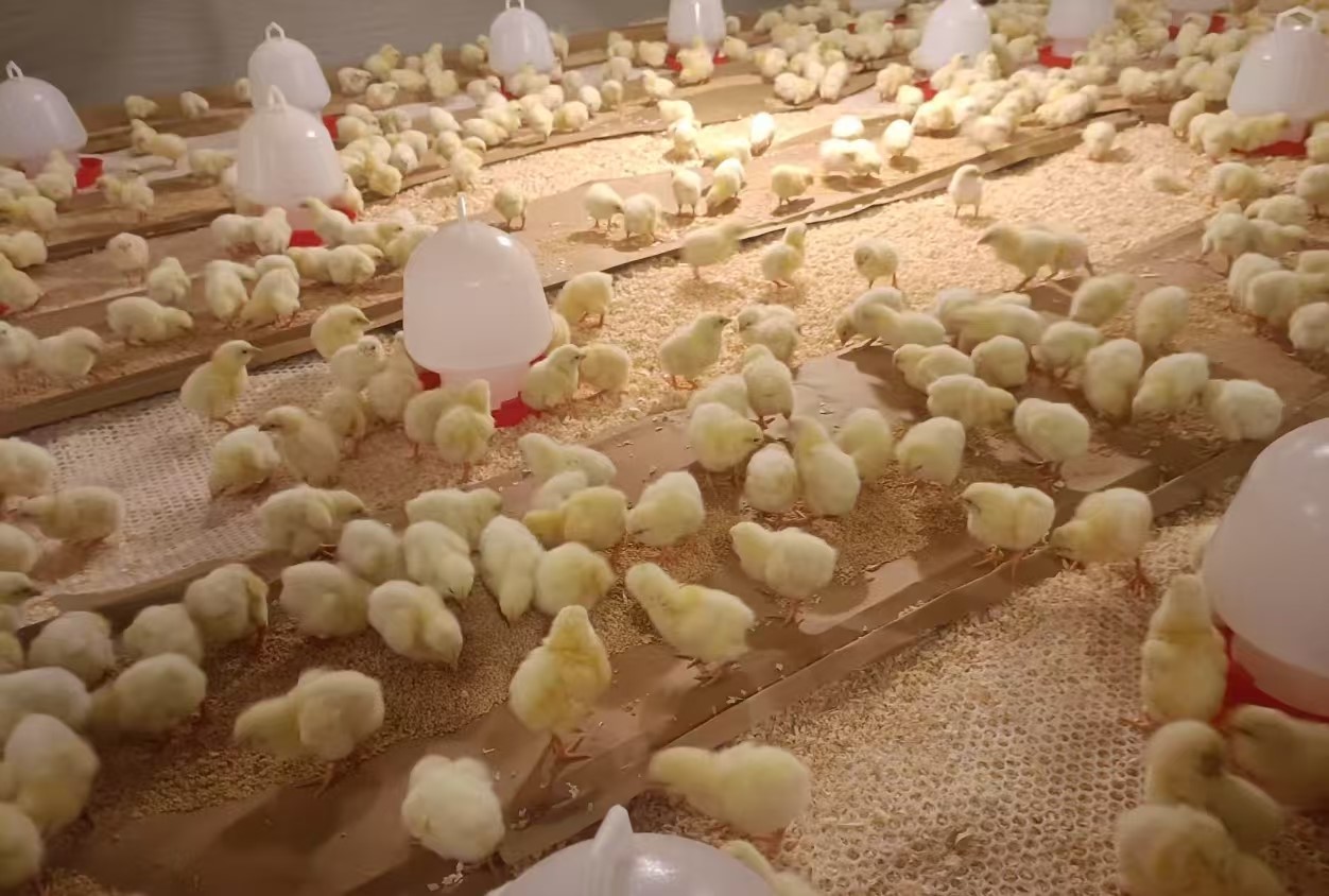 【新闻】伏天引种助丰产，，，，，，，918博天堂股份再添1.4万套祖代肉种鸡