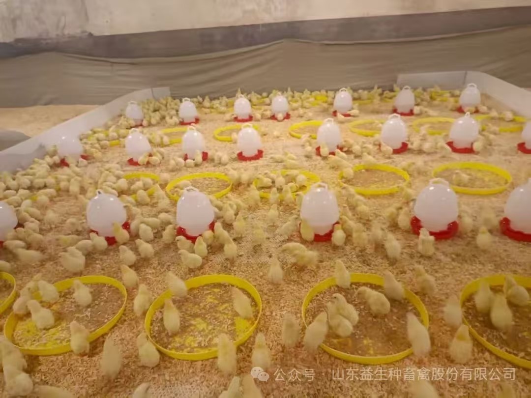 【引种】喜讯！918博天堂股份年内第九批引种顺遂完成，，，，，，，1.6万套利丰祖代肉种鸡乐成入场