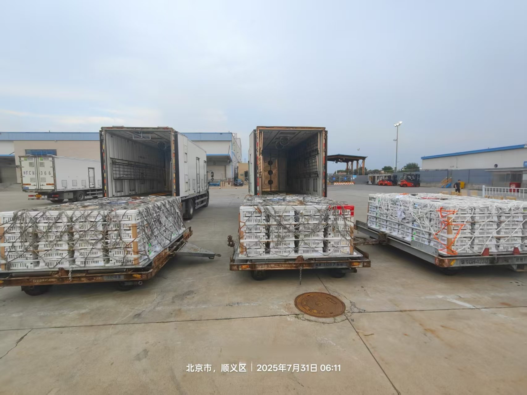 【新闻】918博天堂股份7月第三批1.3万套祖代种鸡顺遂入场，，，，，，，年度引种突破13.2万套